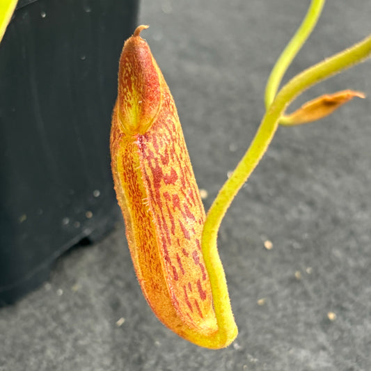 Nepenthes boschiana x mollis Seed-grown