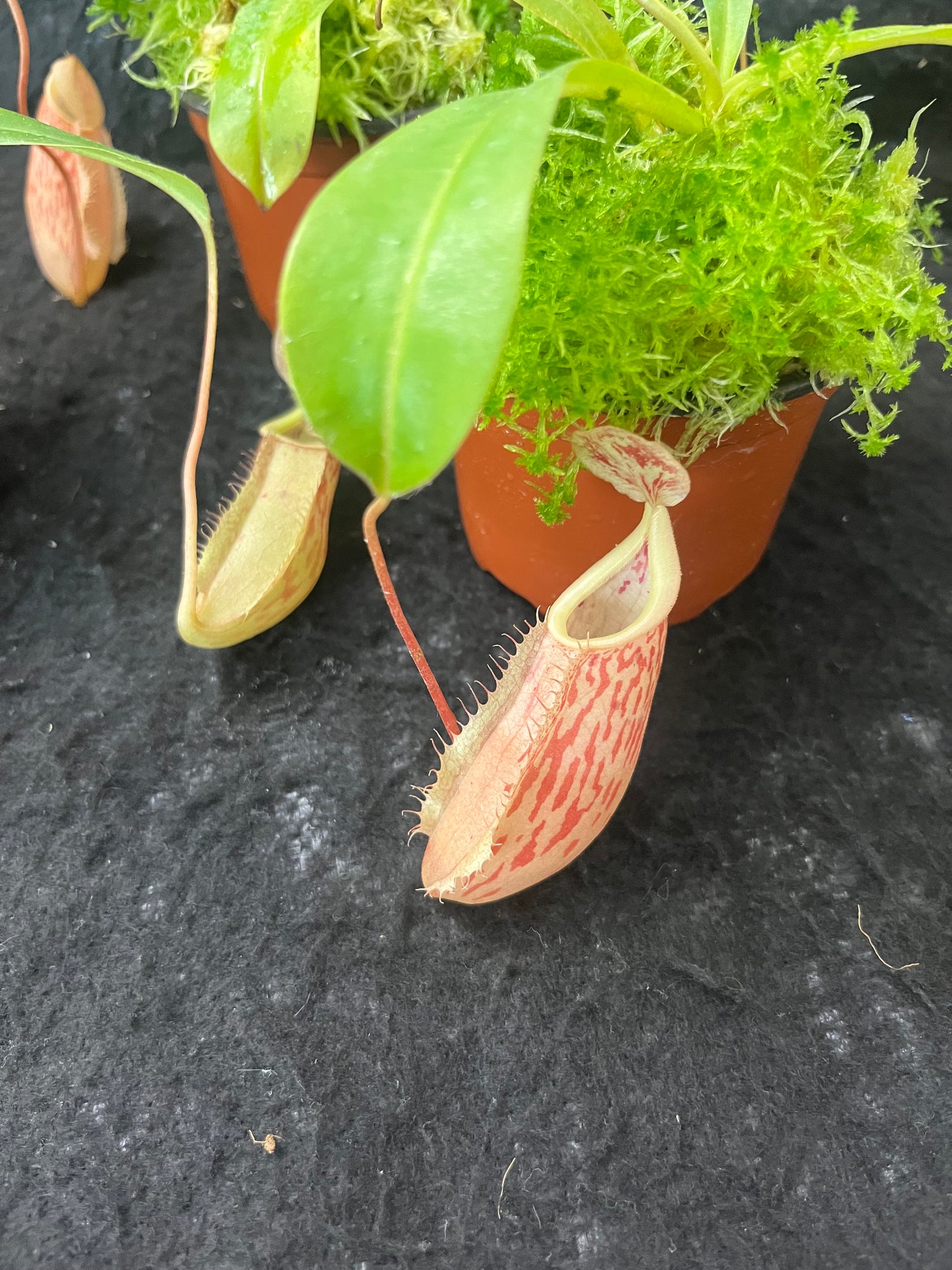 Nepenthes glabrata x veitchii BE 4563