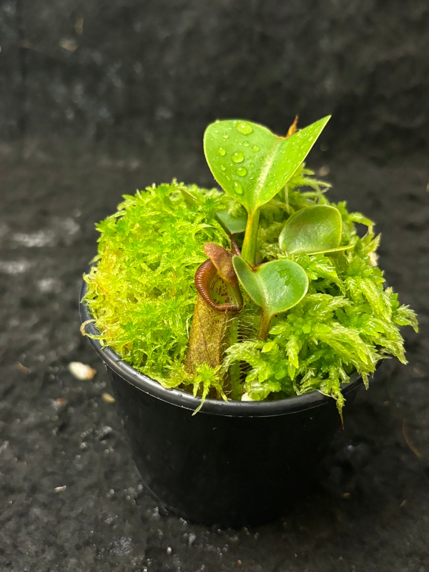 Nepenthes nebularum Mt. Mayo