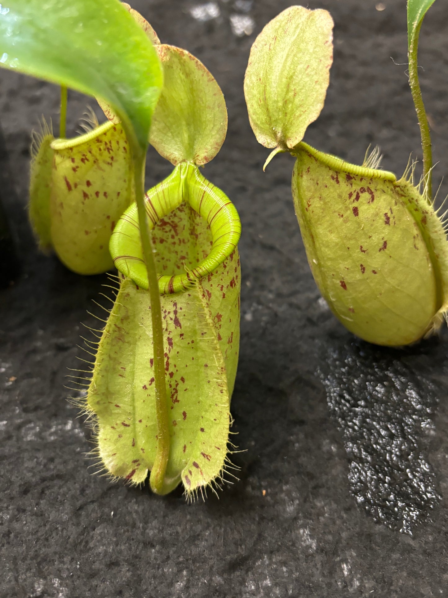 Nepenthes rafflesiana x ampullaria "Susan"