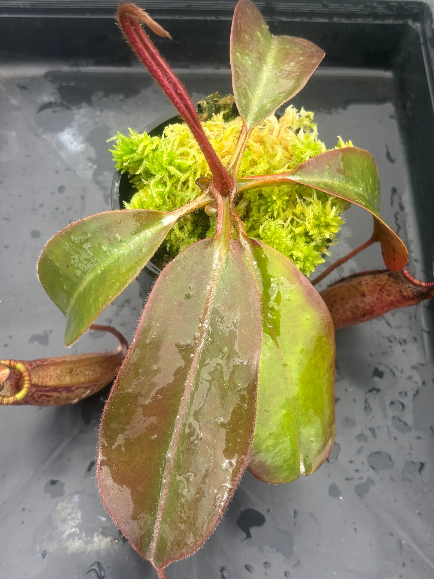 Nepenthes peltata x (veitchii x lowii) BE-4516