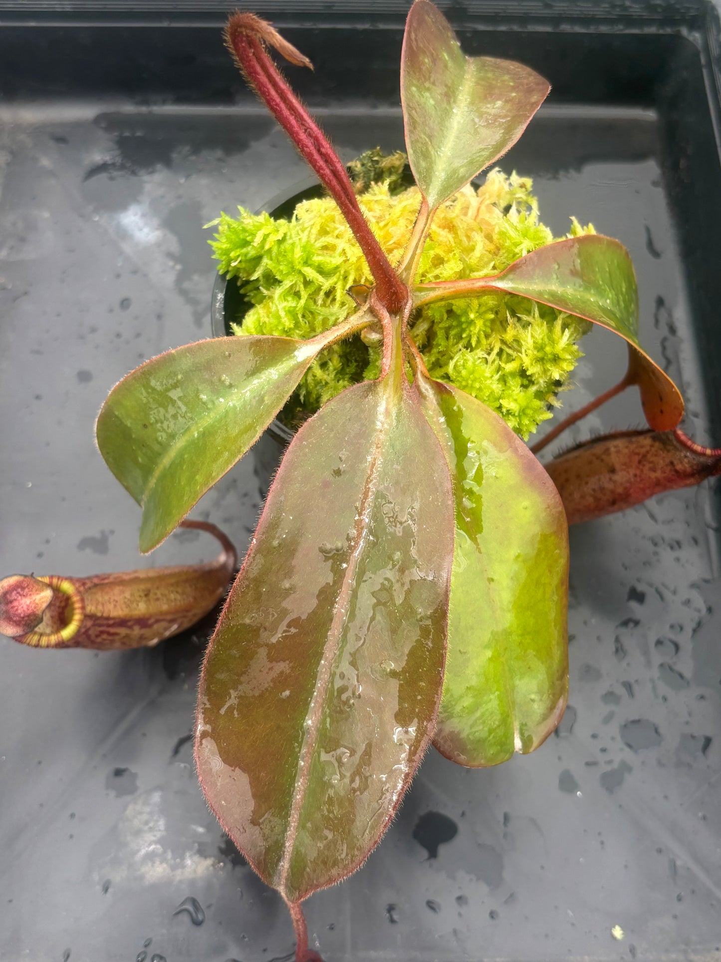 Nepenthes peltata x (veitchii x lowii) BE-4516