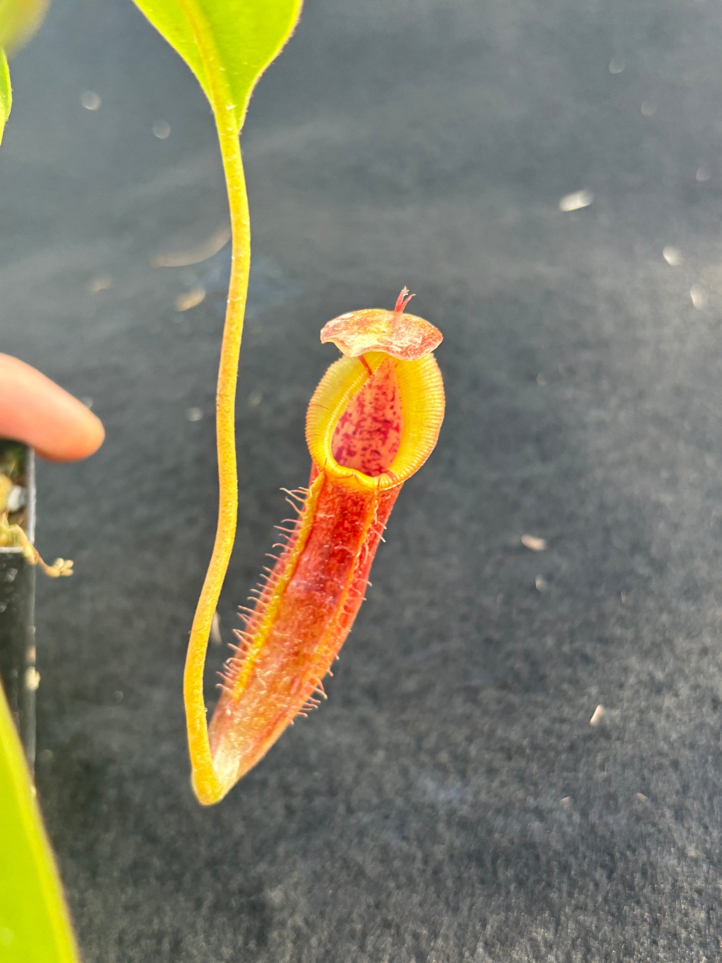 Nepenthes singalana x (burbidgeae x edwardsiana) BE-3984