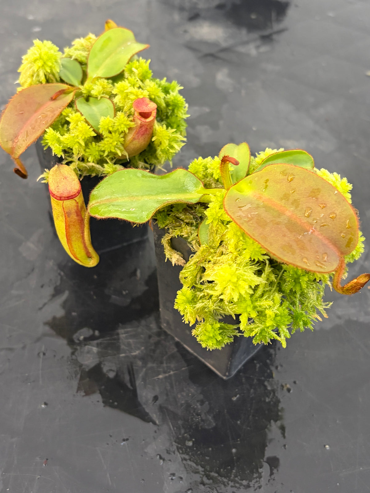 Nepenthes rajah x (veitchii x chaniana) BE-4666