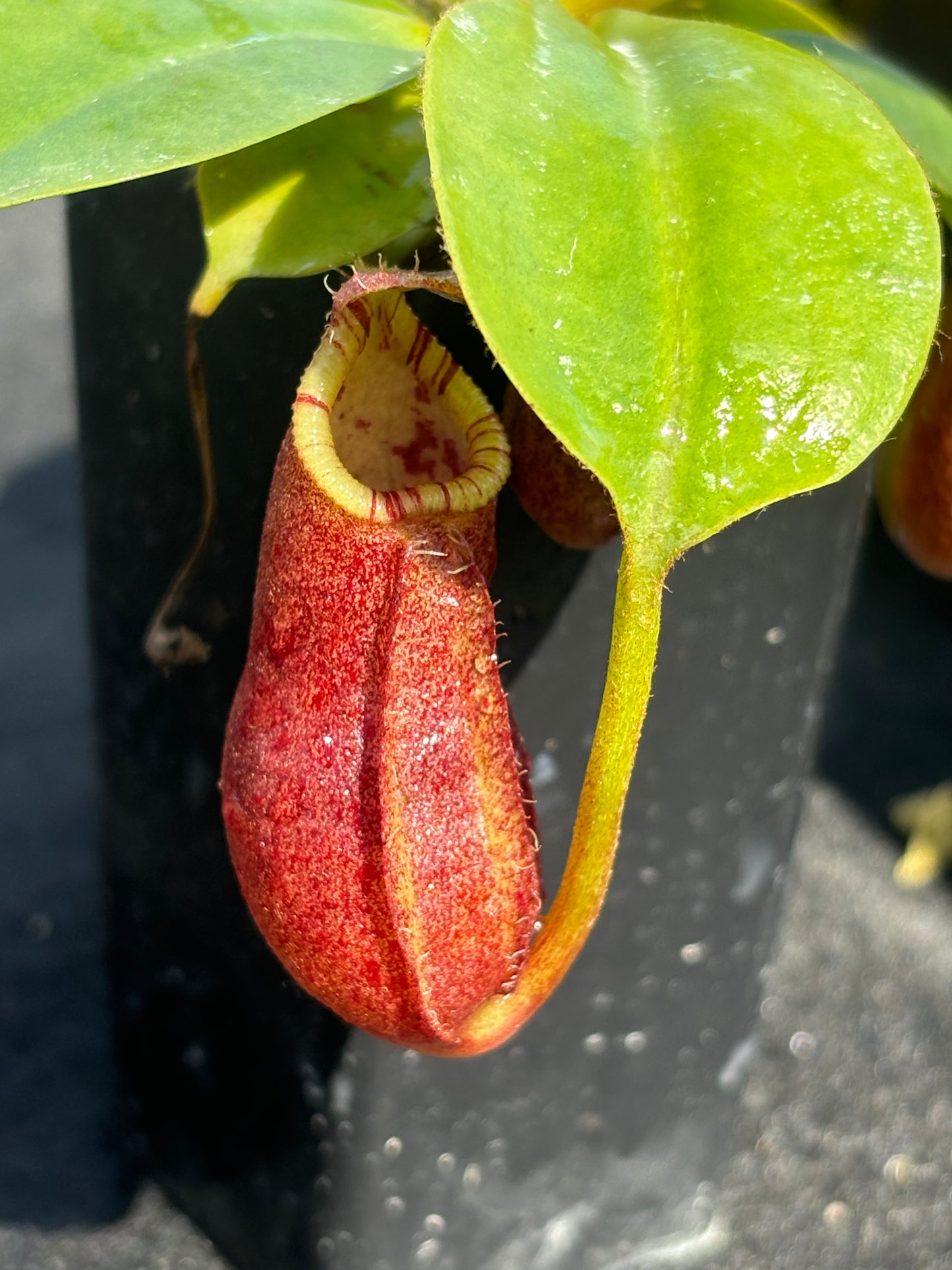 Nepenthes robcantleyi x palawanensis BE-4591