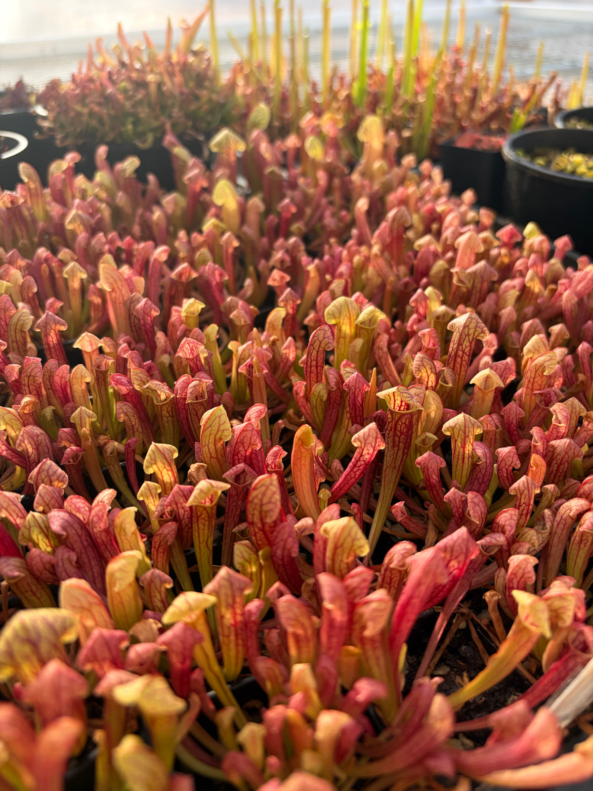 Sarracenia purpurea x rubra
