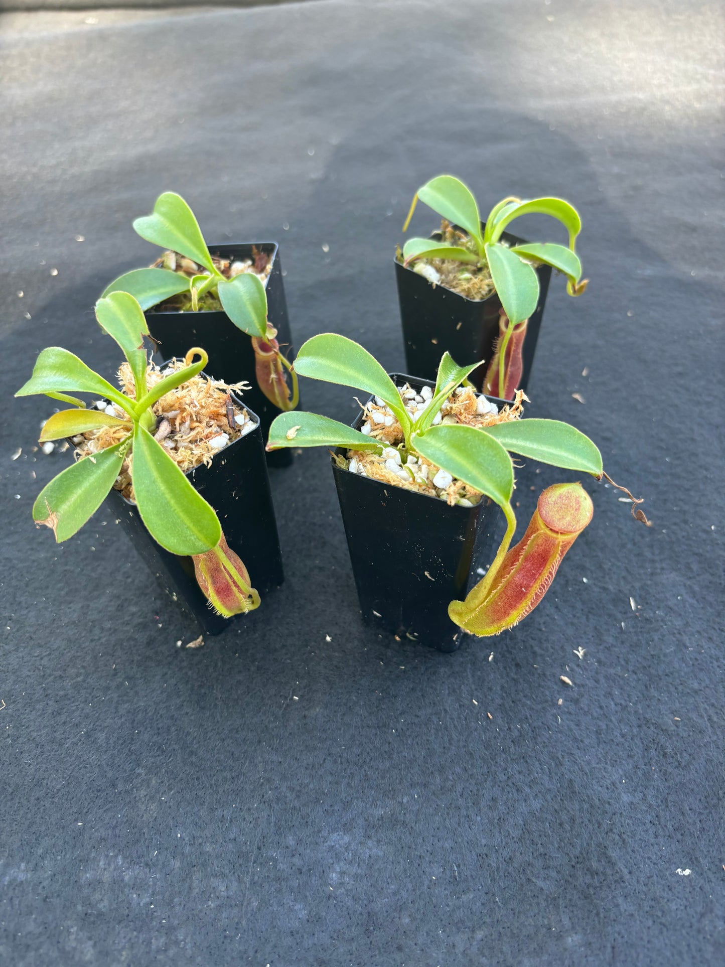 Nepenthes spathulata x lowii BE-4517