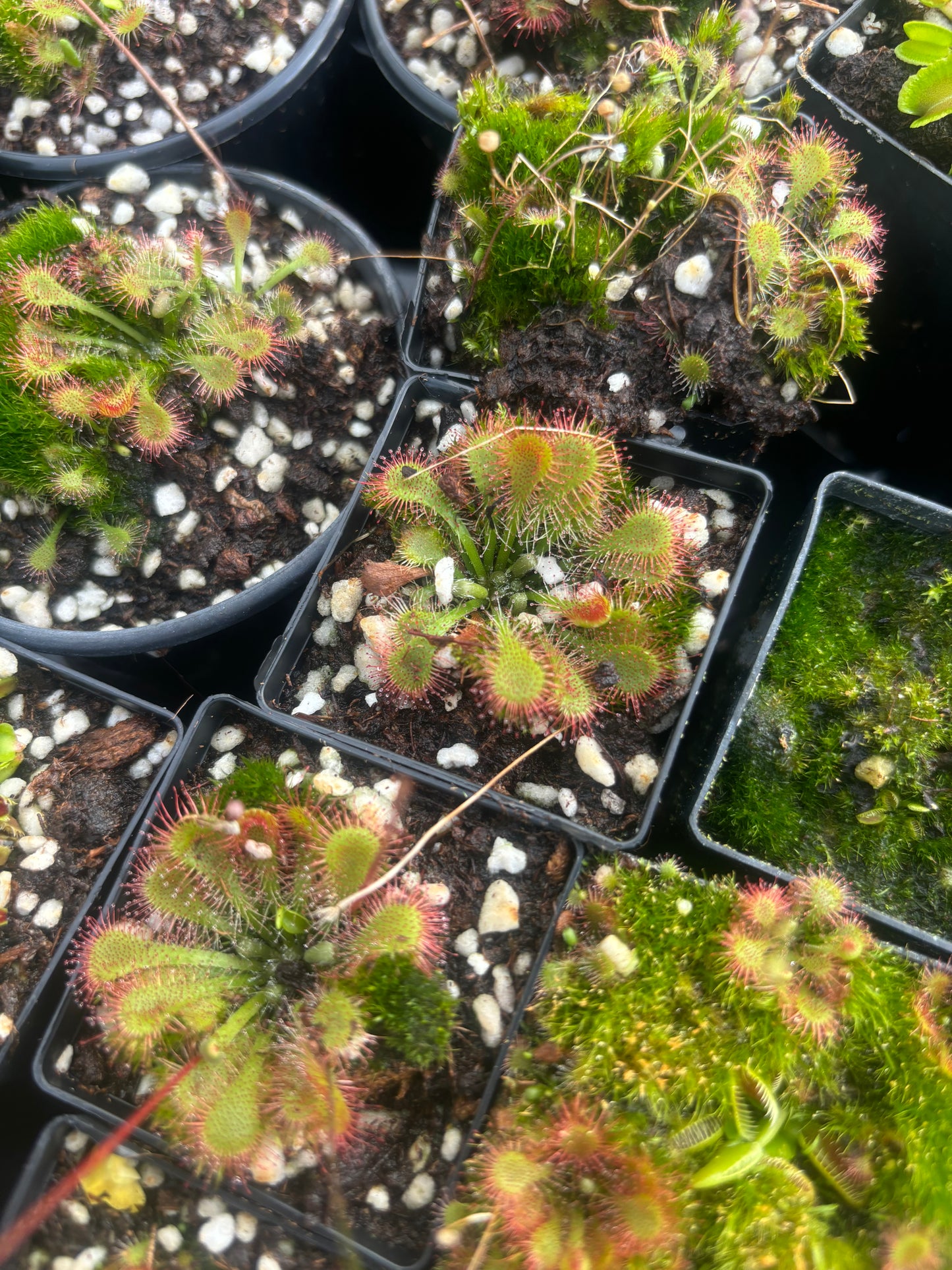 Drosera assorted