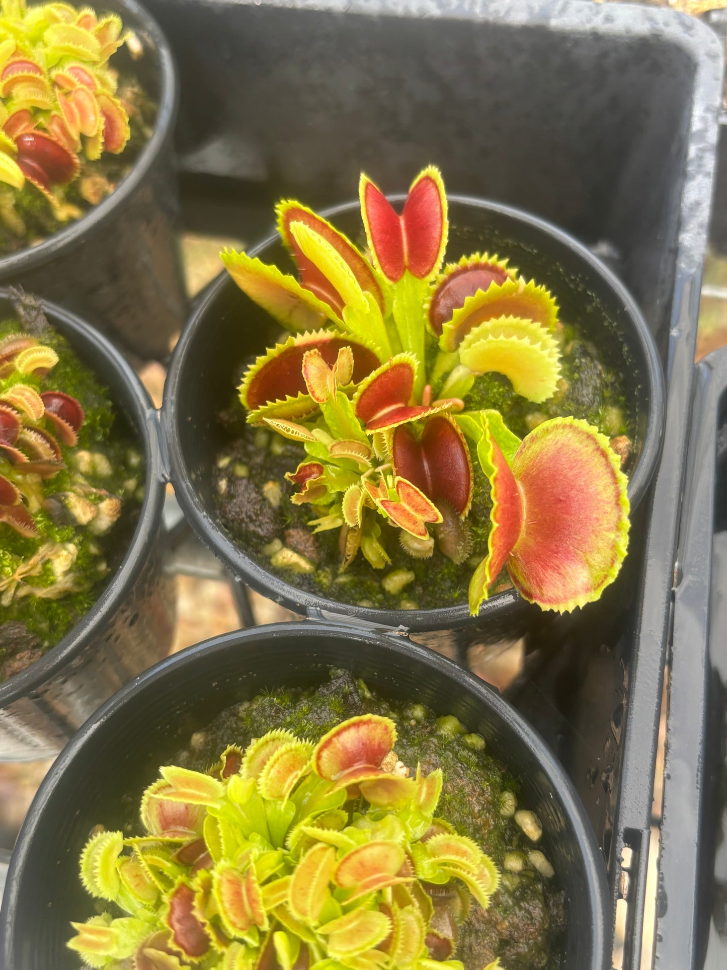 Dionaea muscipula “Variegata Gialla”