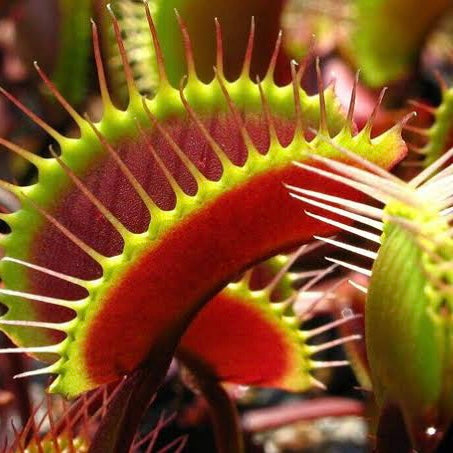 Dionaea muscipula