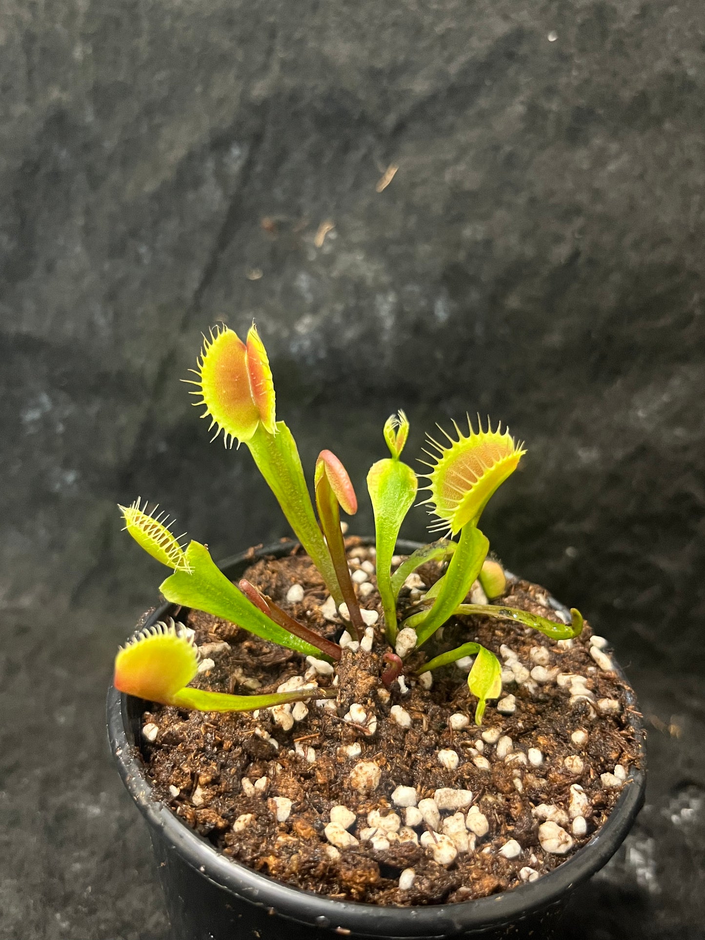 Dionaea muscipula 'Red and fused tooth