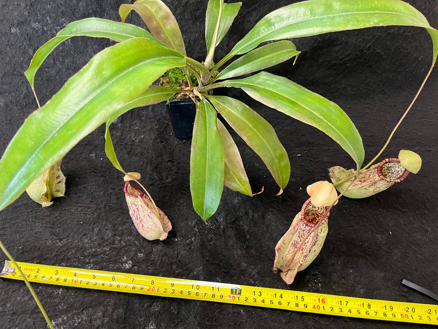 Nepenthes rafflesiana SG