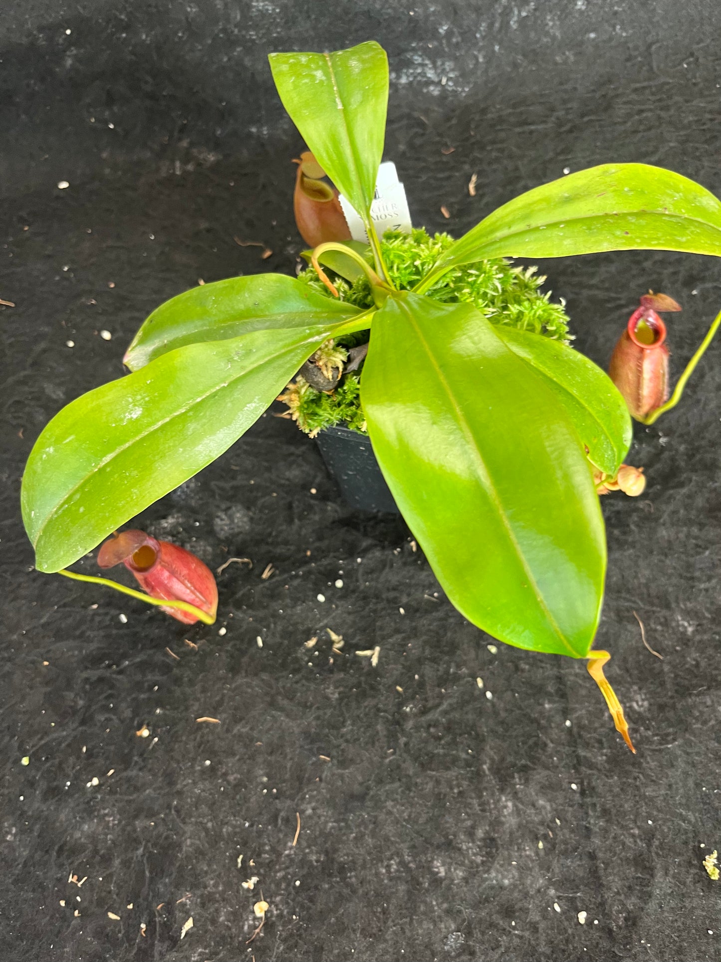 Nepenthes bicalcarata Red SG