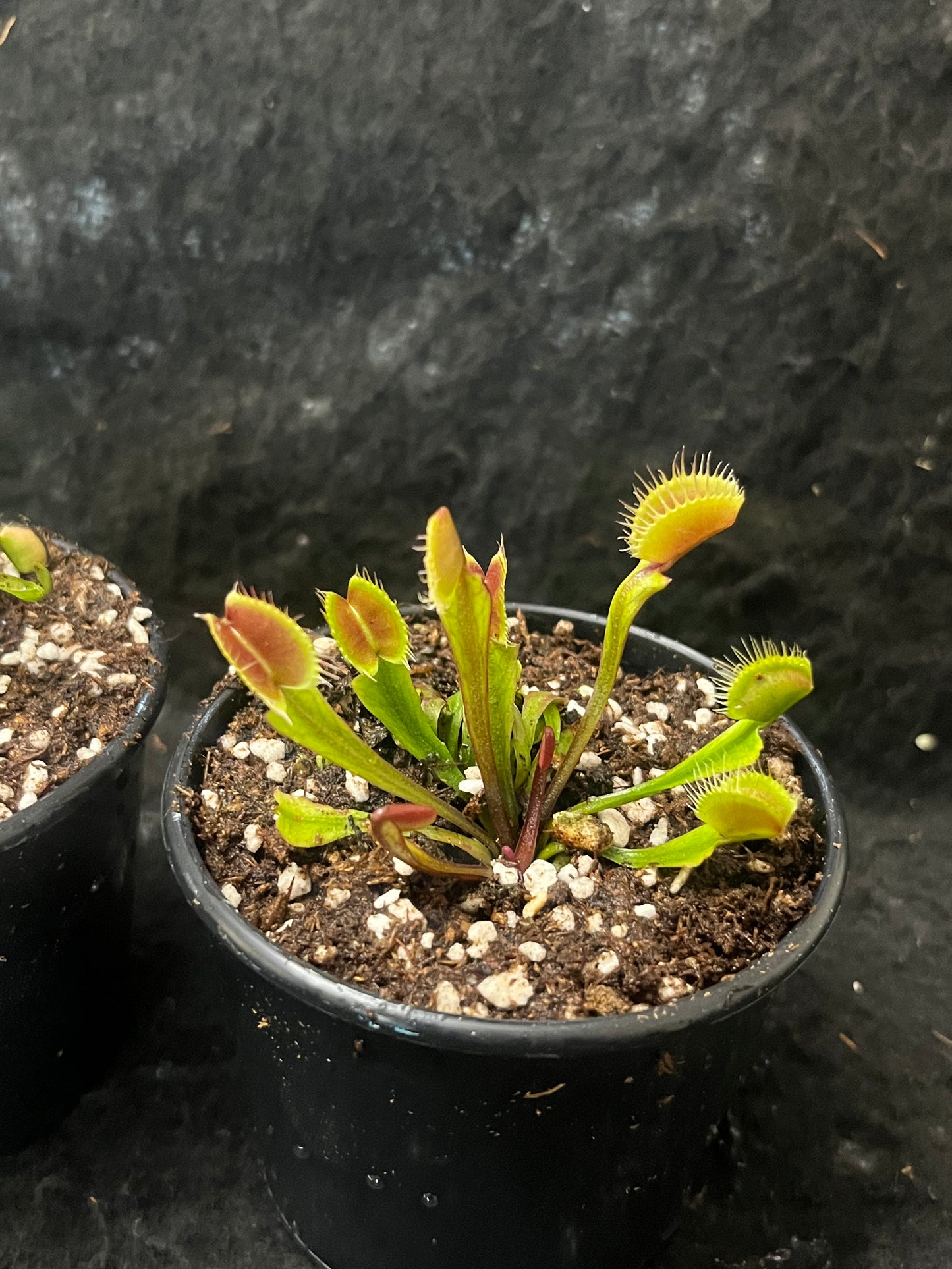 Dionaea muscipula 'Red and fused tooth