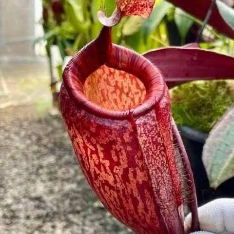 Nepenthes peltata x attenboroughii BE-4601