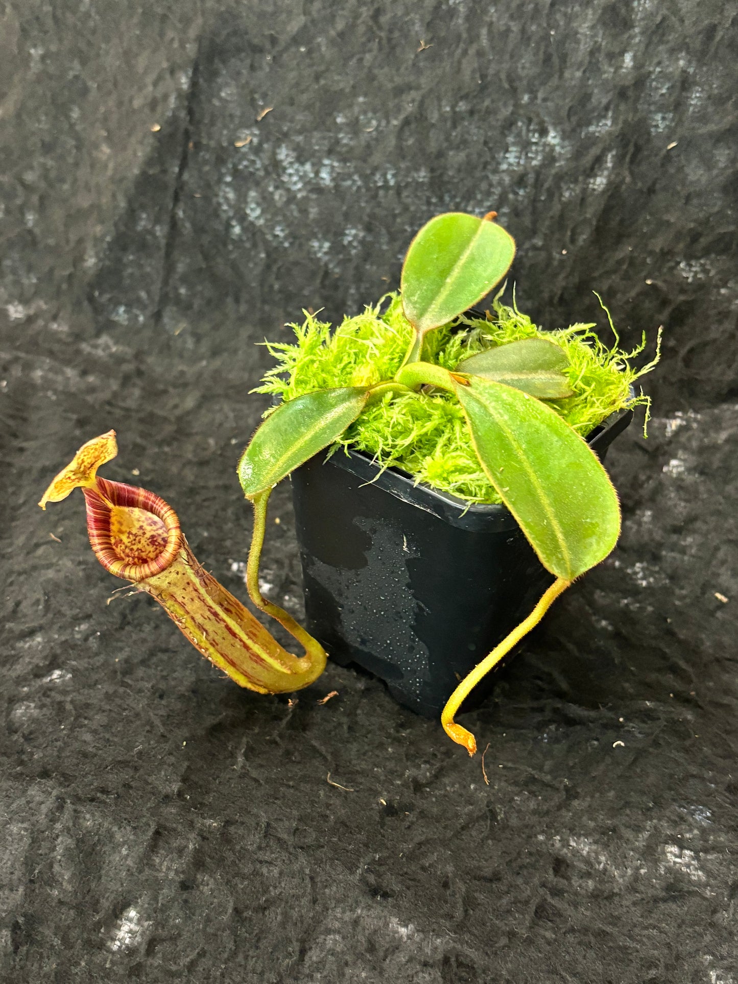 Nepenthes platychila x lowii SG