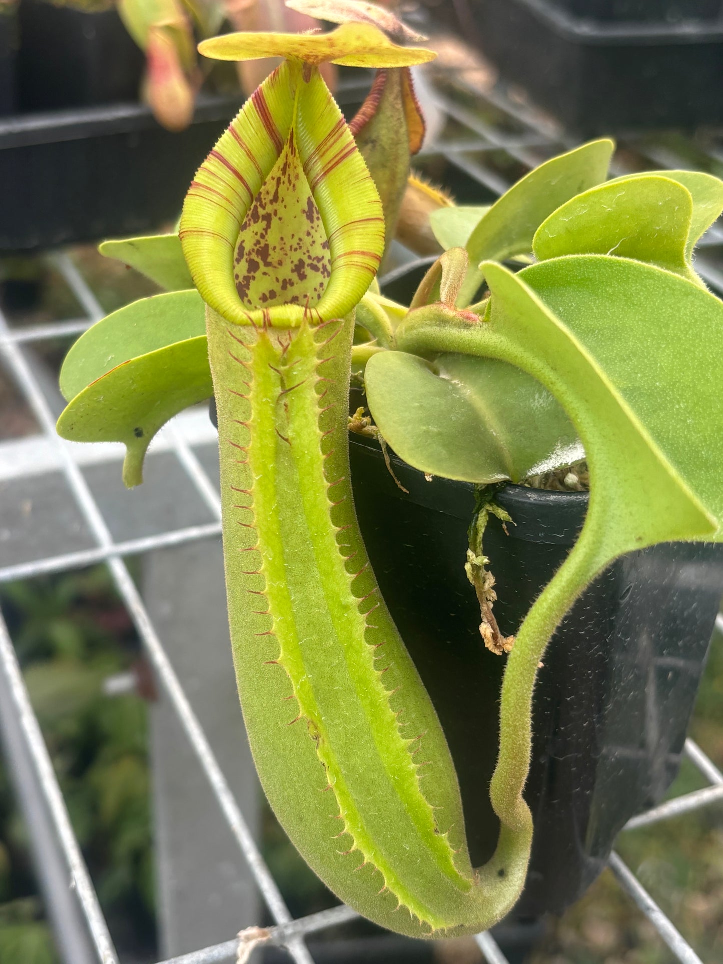 Nepenthes truncata