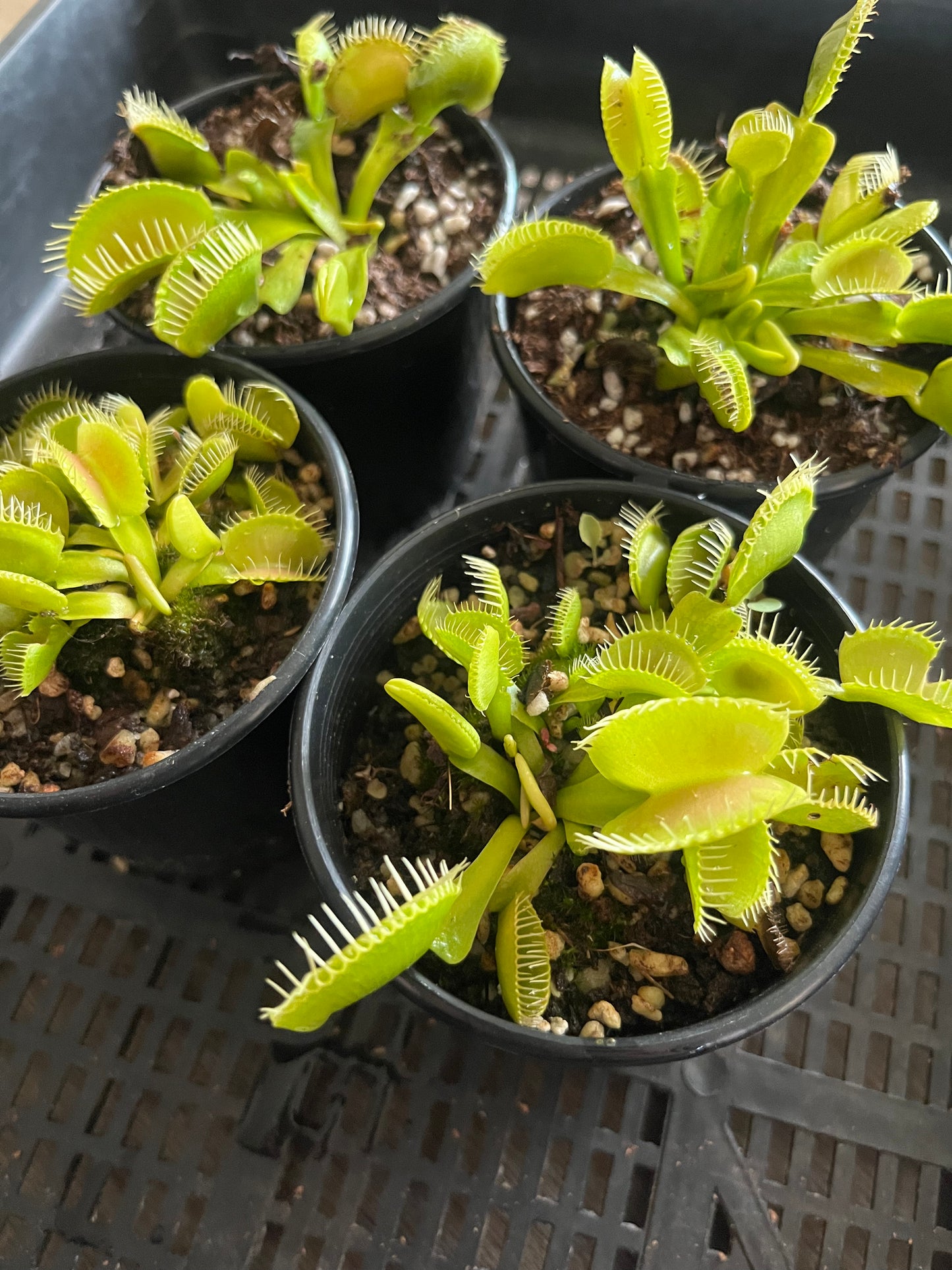 Dionaea muscipula