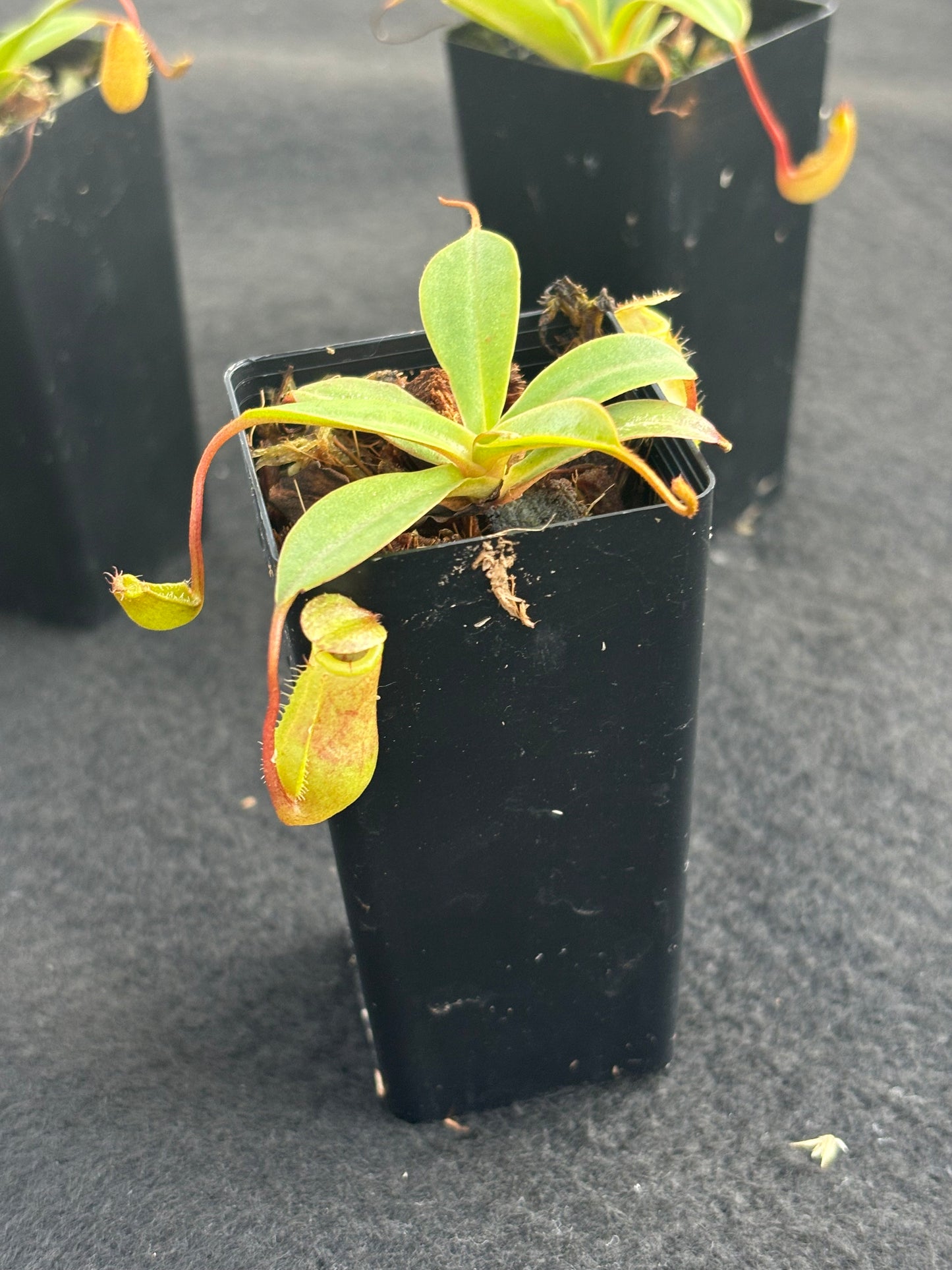 Nepenthes ventricosa x attenboroughii BE-4522