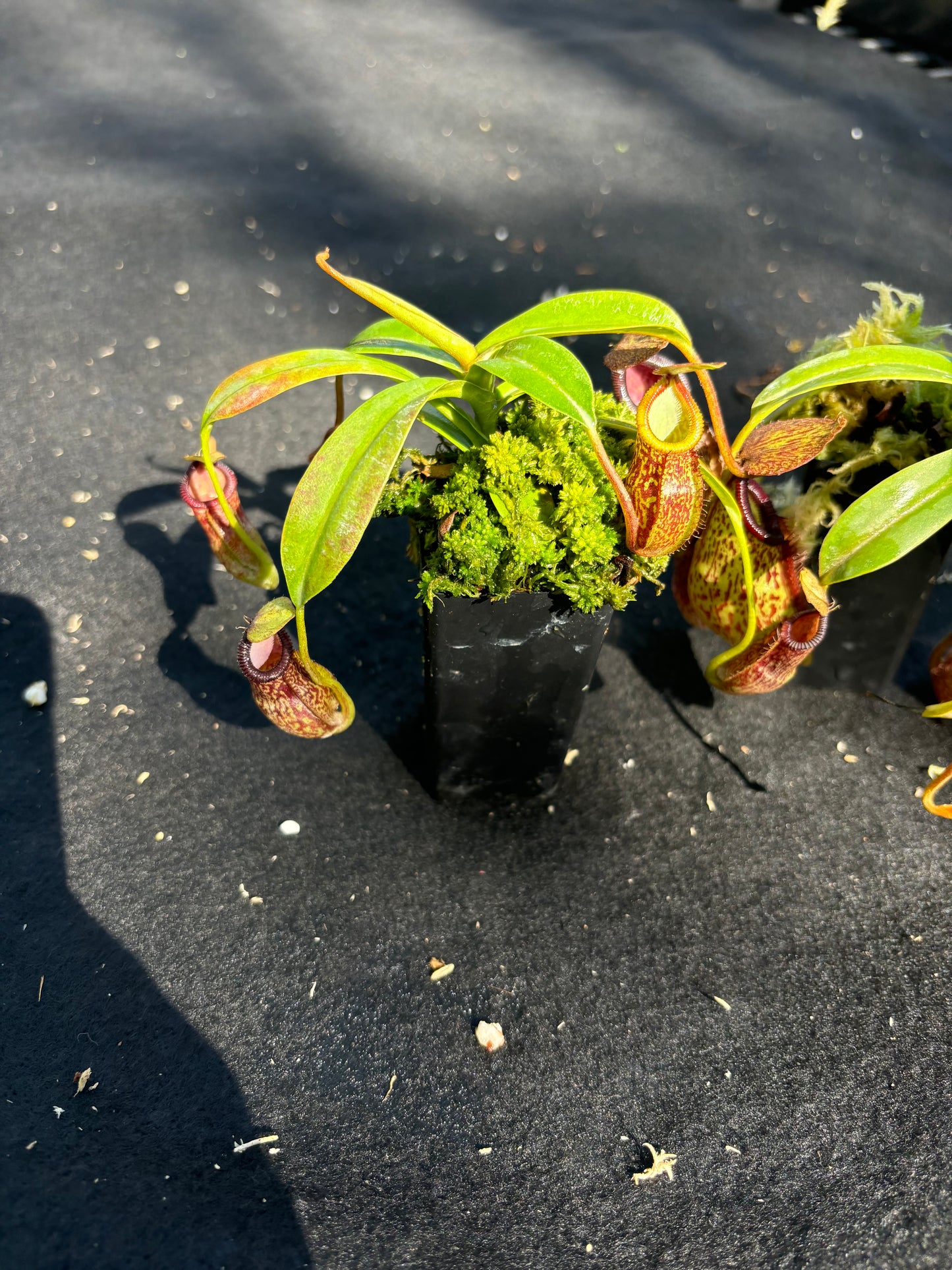 Nepenthes hamata x 'Lady Pauline' BE-4520