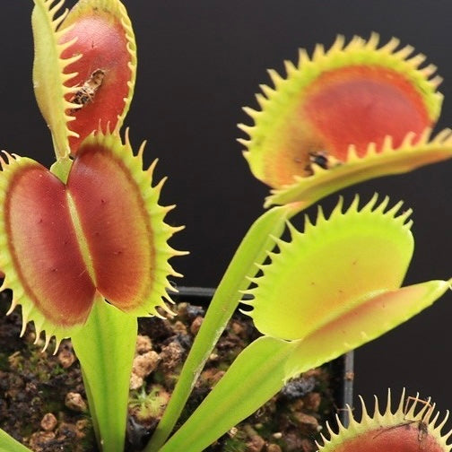 Dionaea muscipula jaws