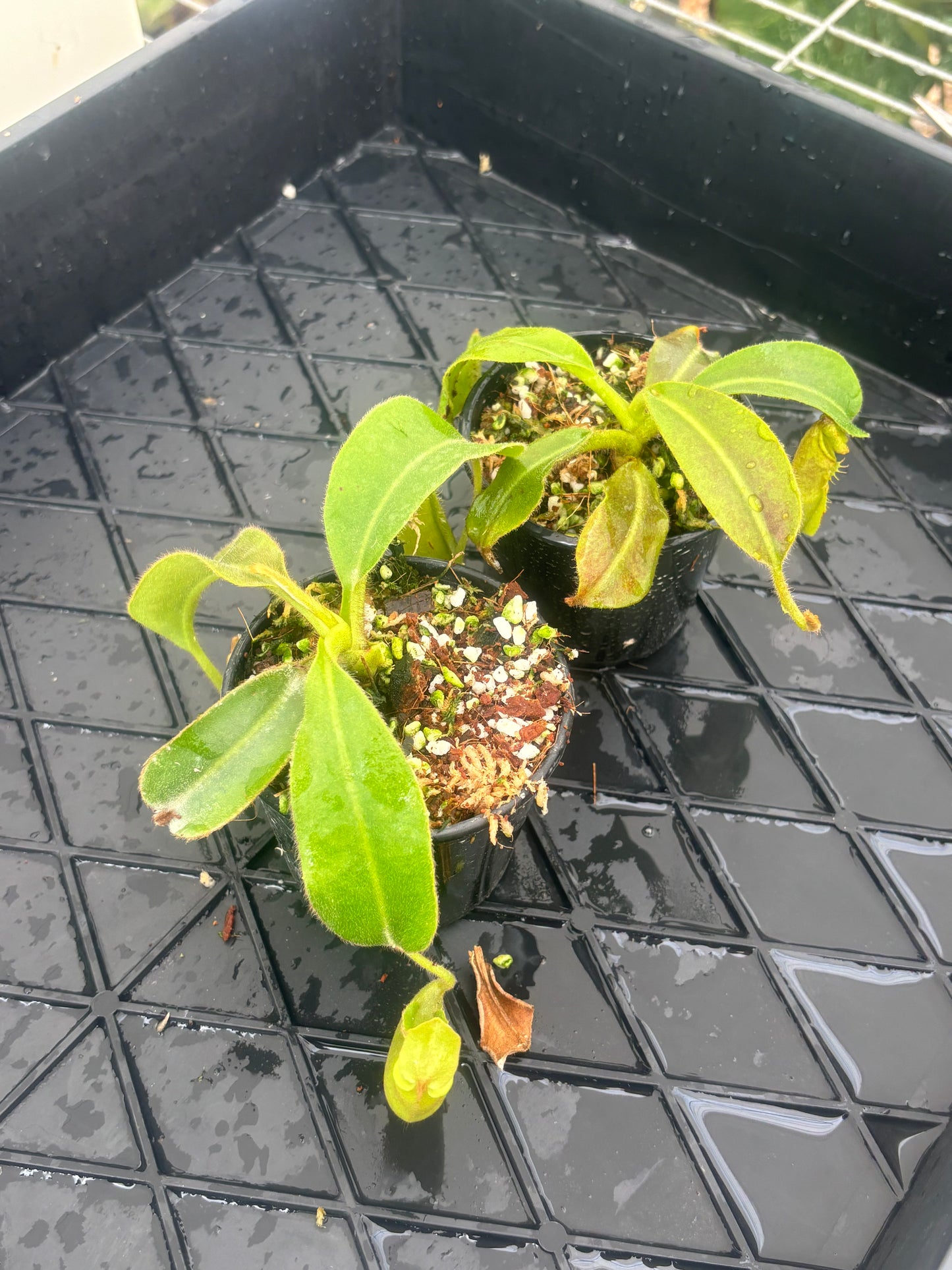Nepenthes veitchii x maxima Wavey Leaf BE-4061