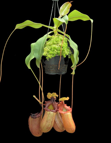 Nepenthes sibuyanensis x robcantleyi BE-3713