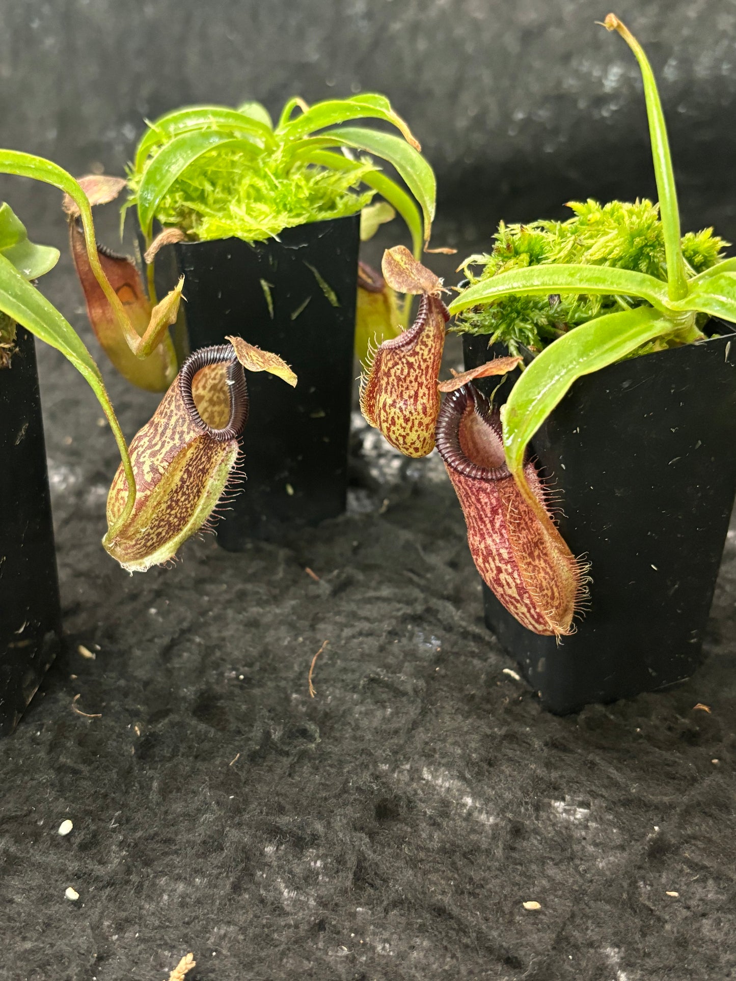 Nepenthes talangensis x hamata BE-4003