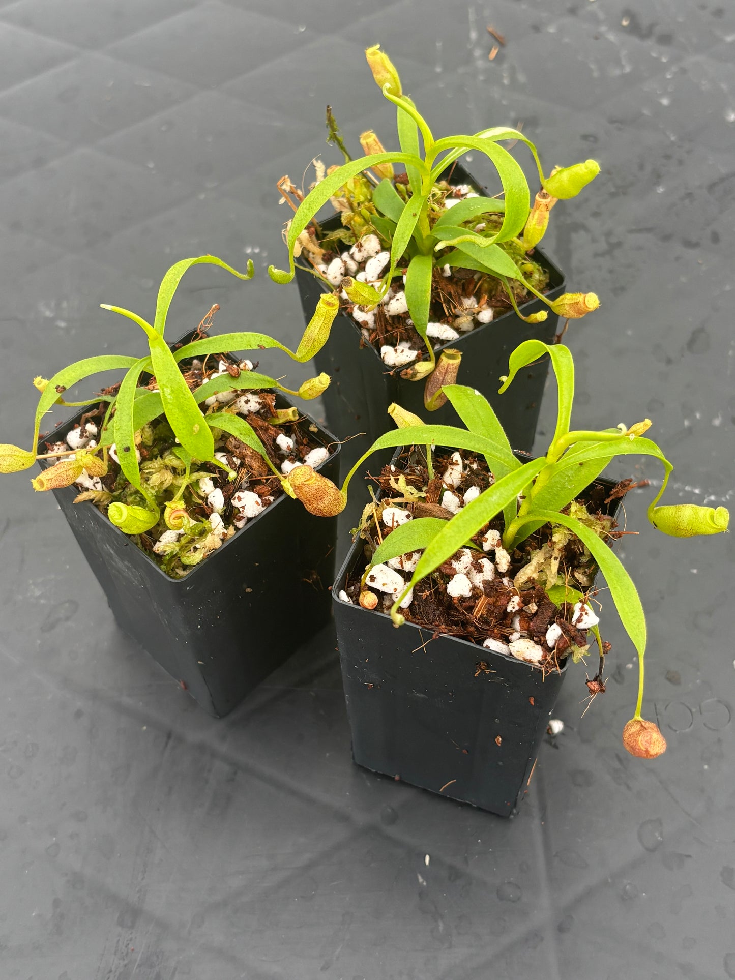 Nepenthes flava
