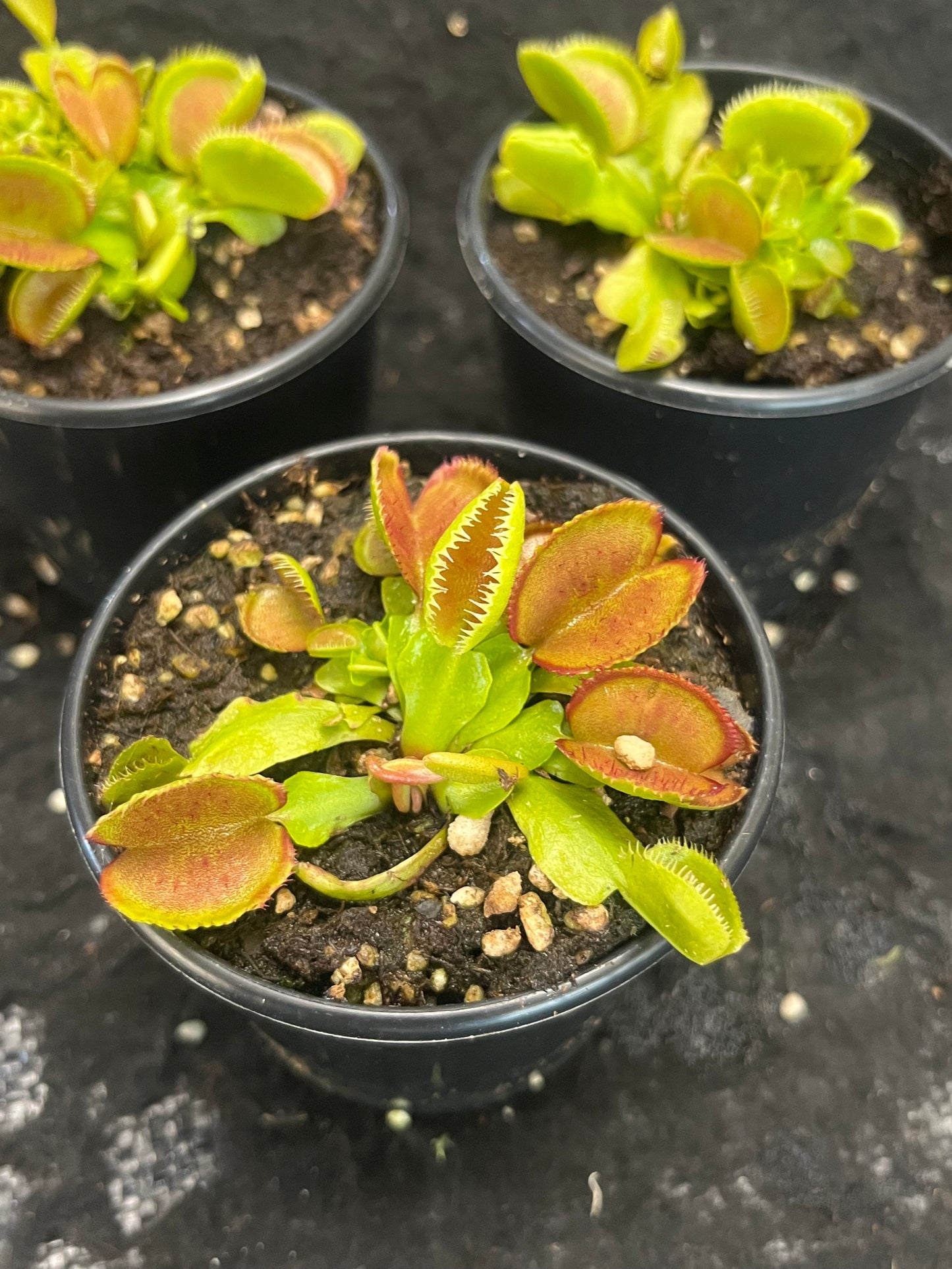 Dionaea muscipula 'Carboni Ardenti'