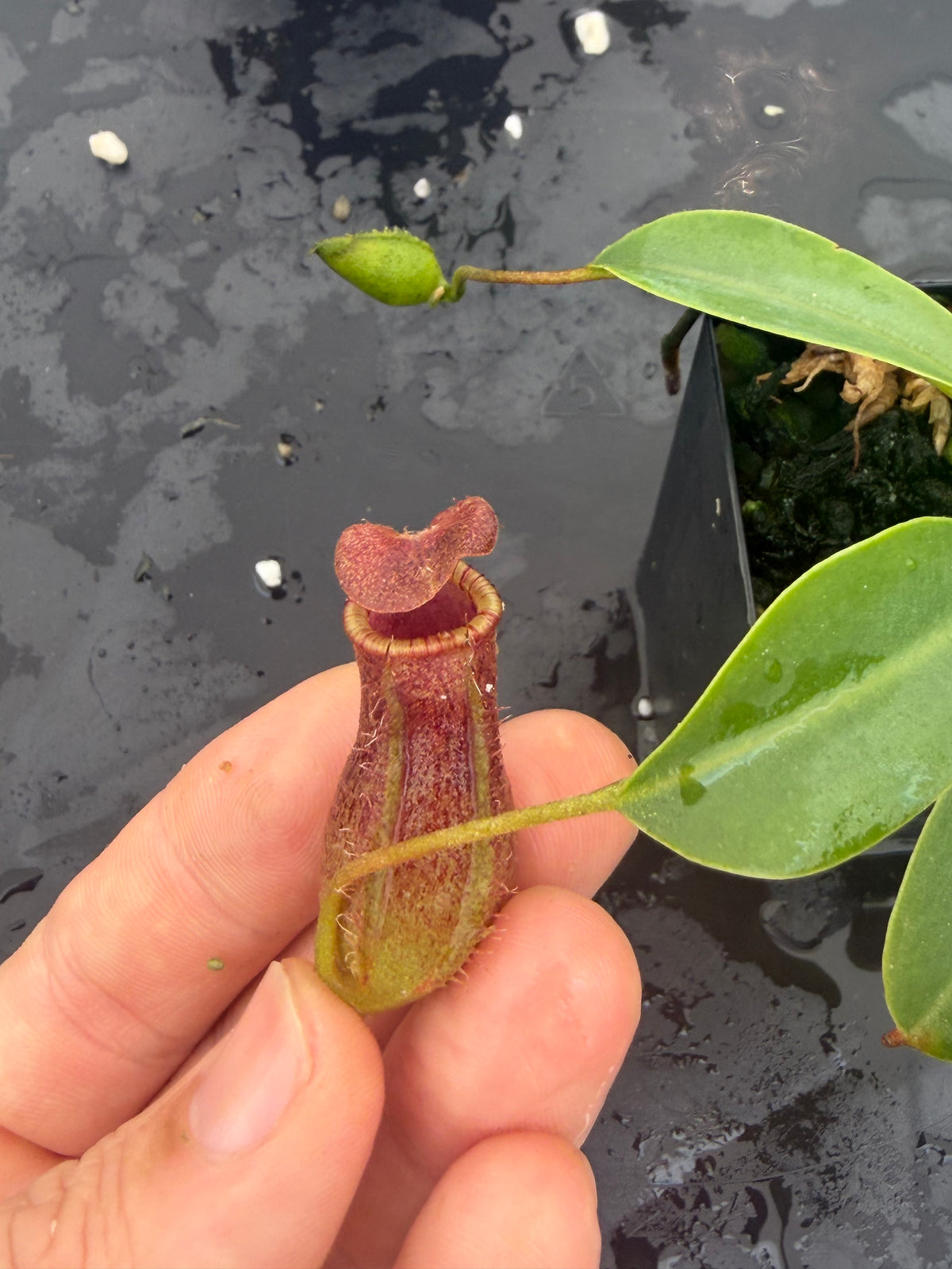Nepenthes burkei x lowii BE-4669