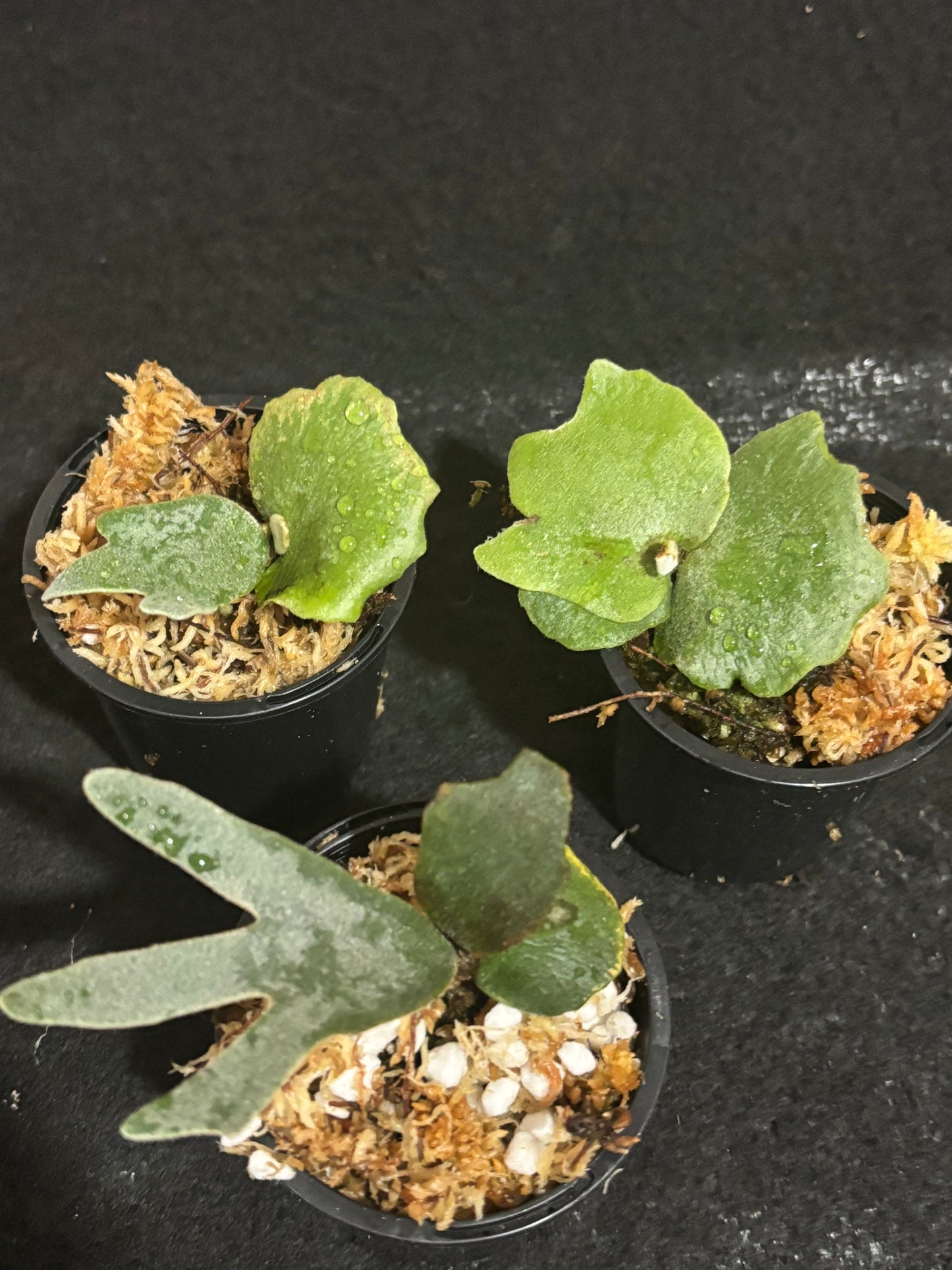 Platycerium Nano