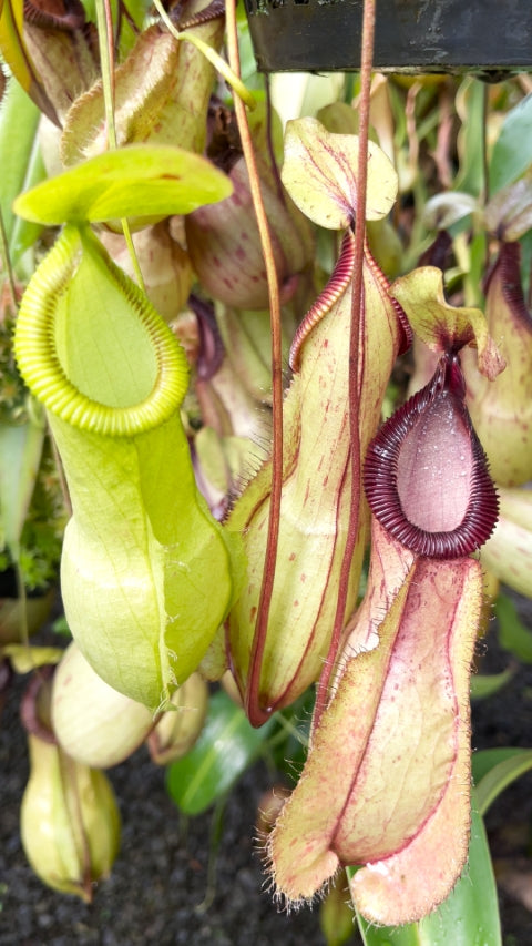 Nepenthes mirabilis var. globosa x hamata