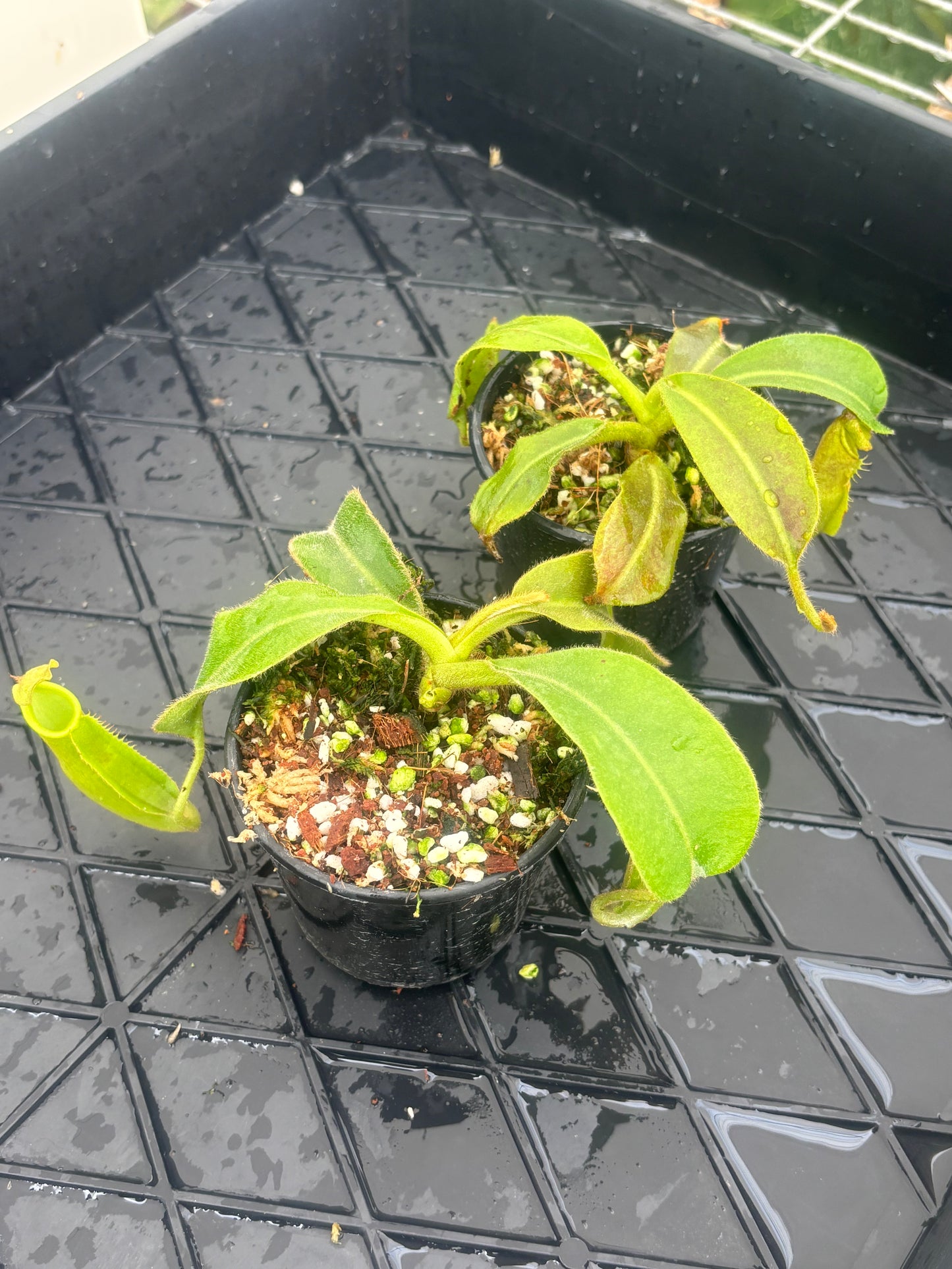 Nepenthes veitchii x maxima Wavey Leaf BE-4061