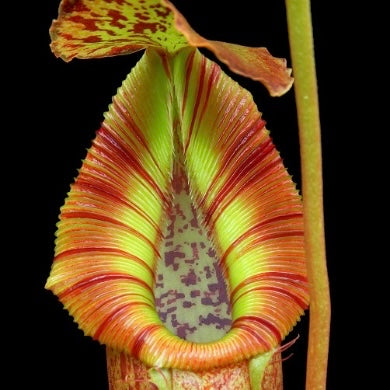 Nepenthes singalana x (burbidgeae x edwardsiana) BE-3984