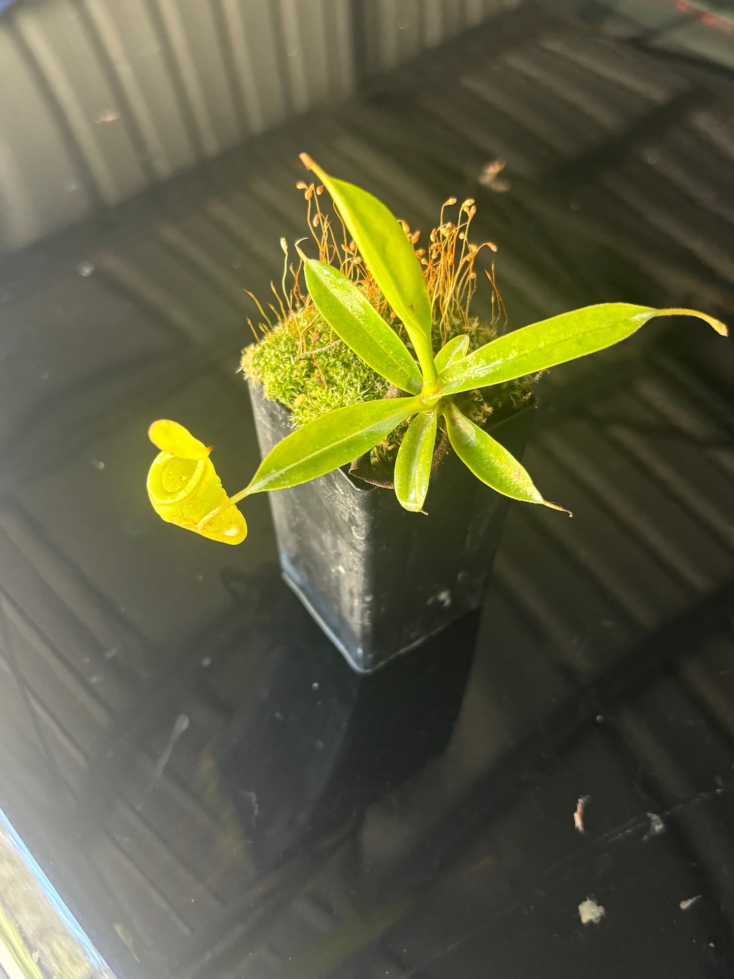 Nepenthes jamban x dubia