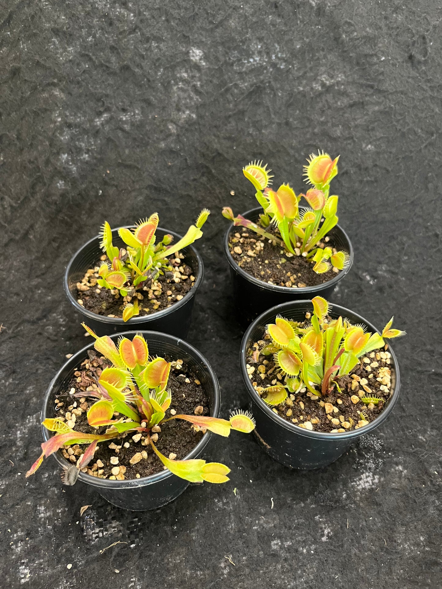 Dionaea muscipula 'Red and fused tooth