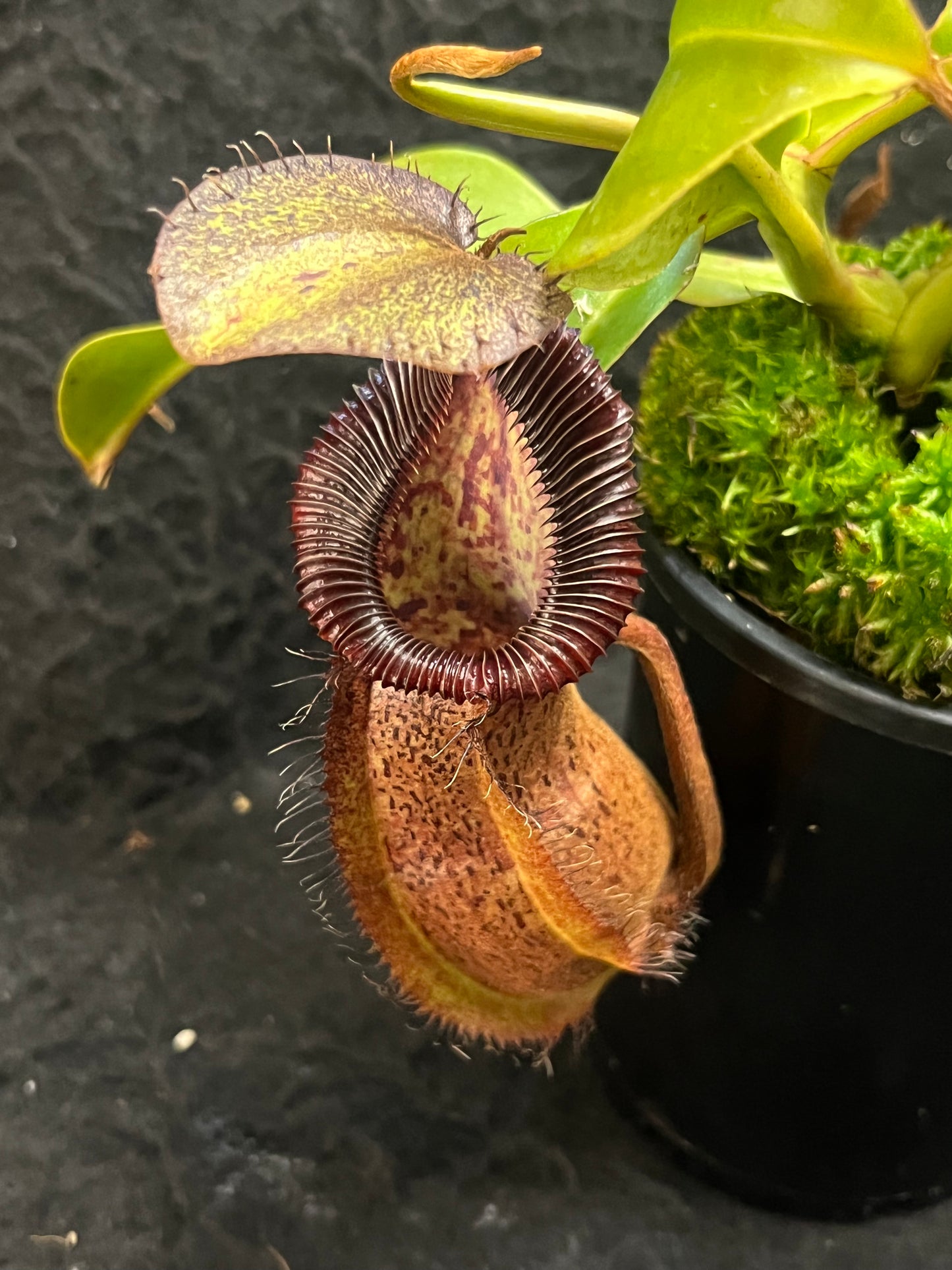 Nepenthes robcantleyi x hamata BE-3958