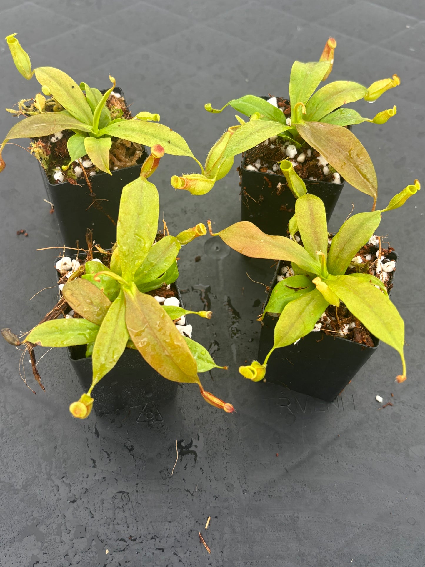 Nepenthes St Gaya