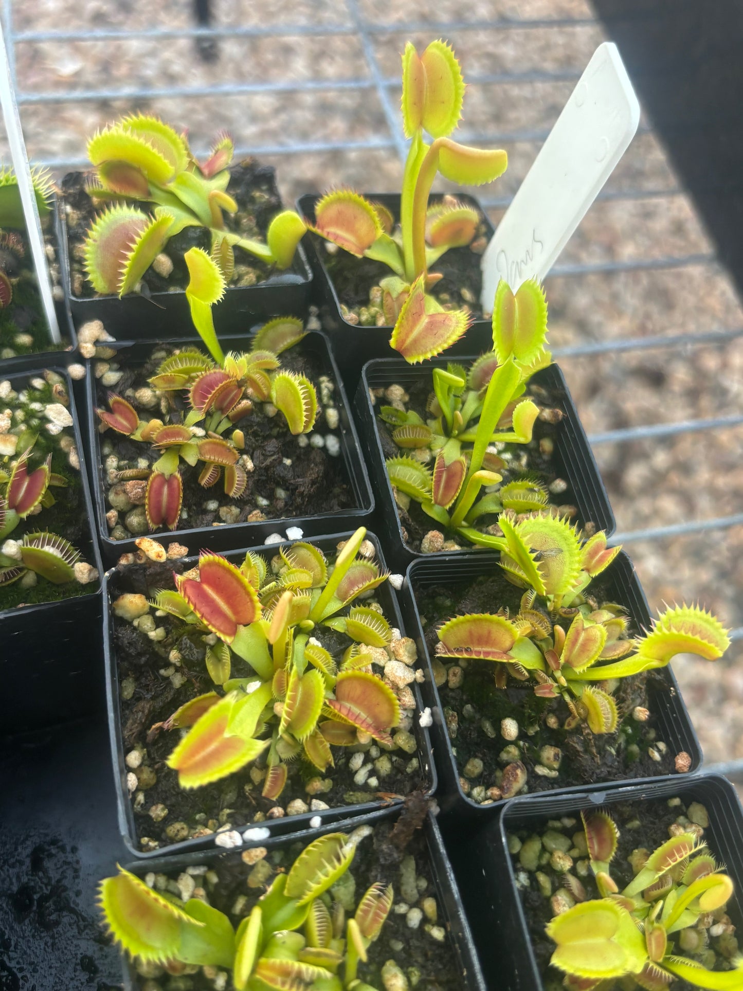 Dionaea muscipula jaws