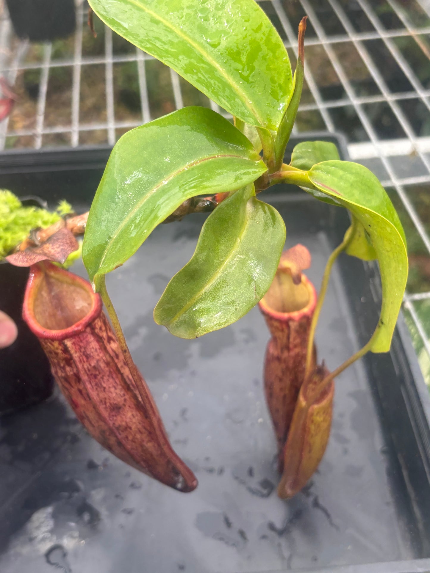 Nepenthes boschiana x mira
