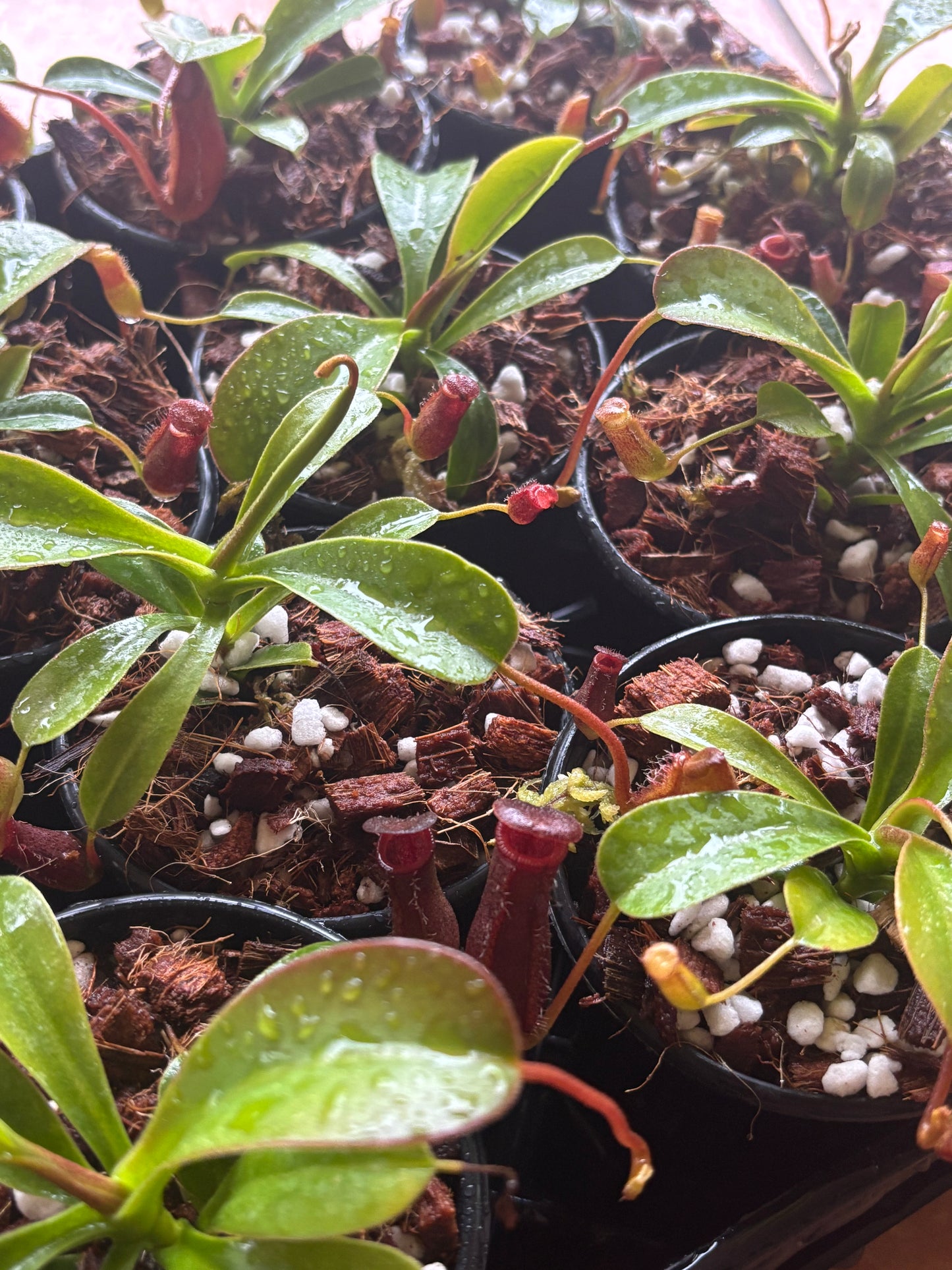 Nepenthes lowii x ventricosa