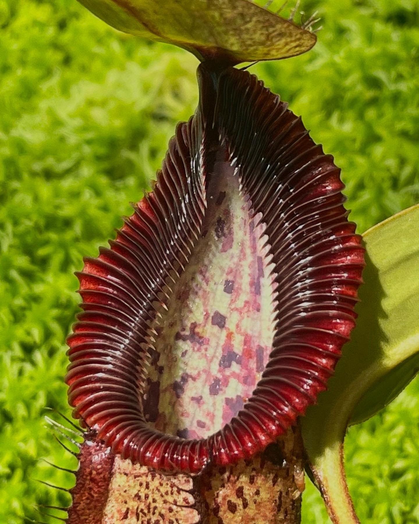 Nepenthes robcantleyi x hamata BE-3958