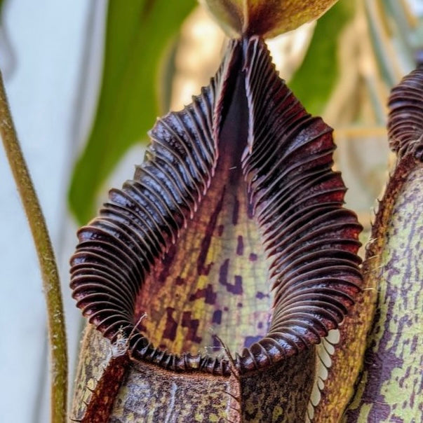 Nepenthes hamata x robcantleyi BE-3755