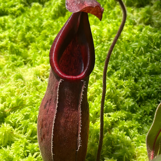 Nepenthes thorelii x [(veitchii x maxima) x veitchii]