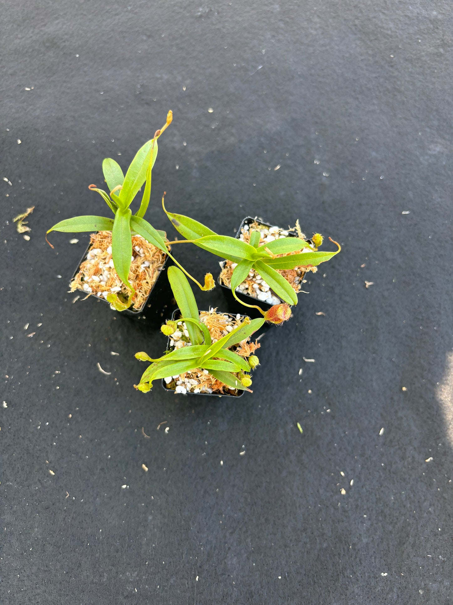 Nepenthes (singalana x hamata) x hamata BE-4576