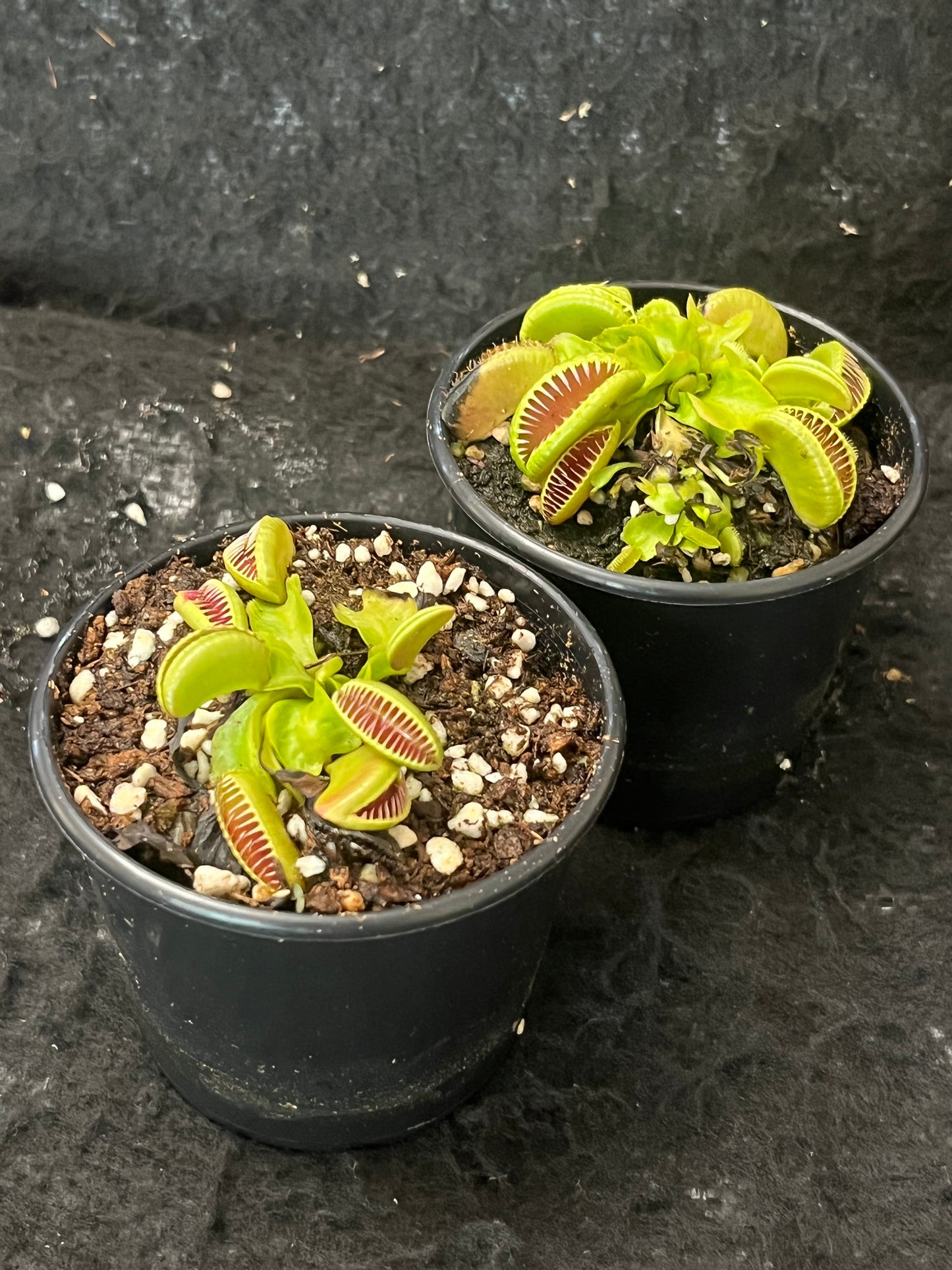 Dionaea muscipula 'Ramesse I'