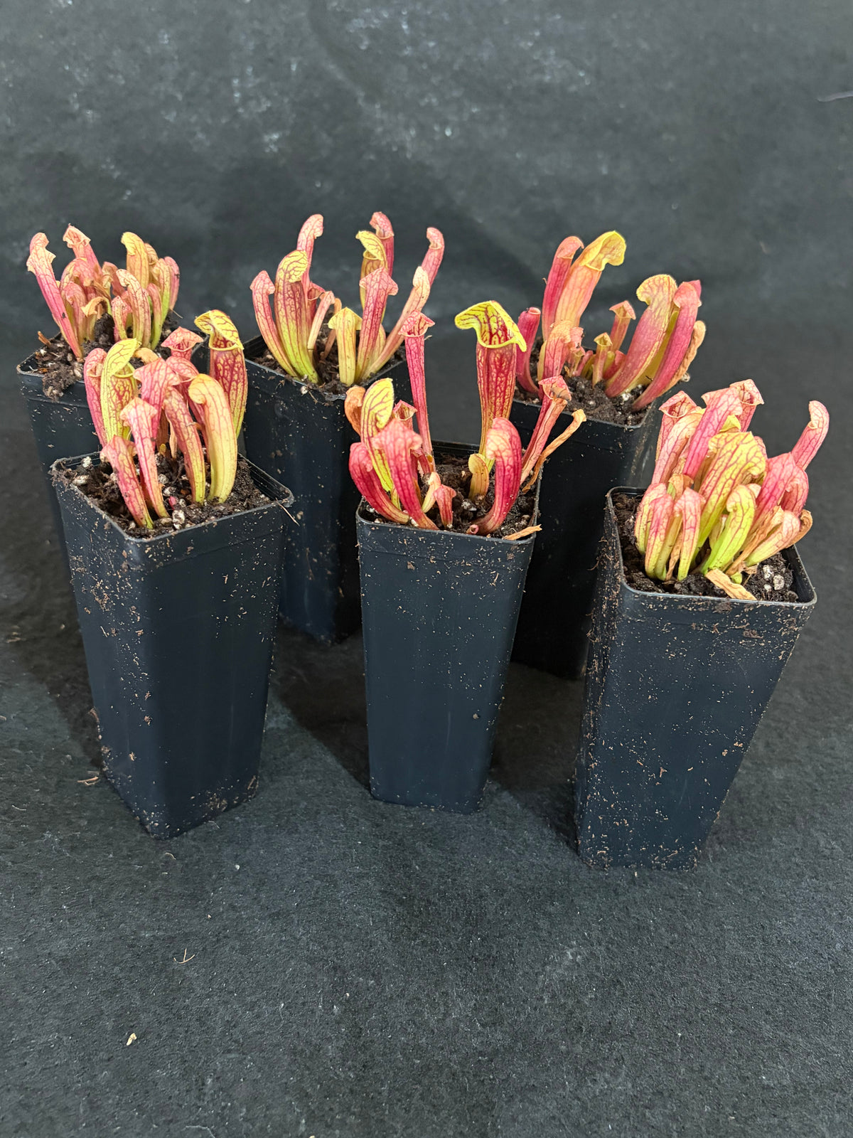 Sarracenia purpurea x rubra