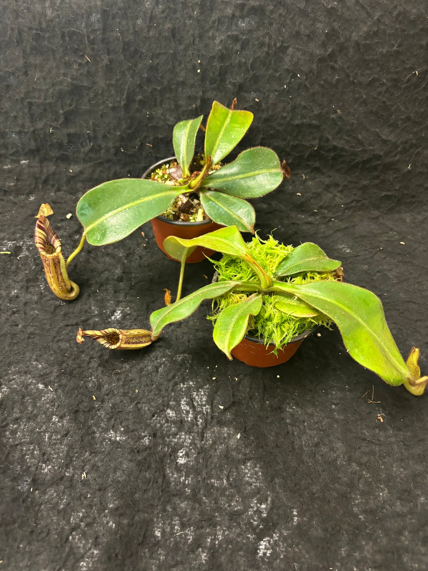 Nepenthes (burbidgeae x veitchii) x mollis