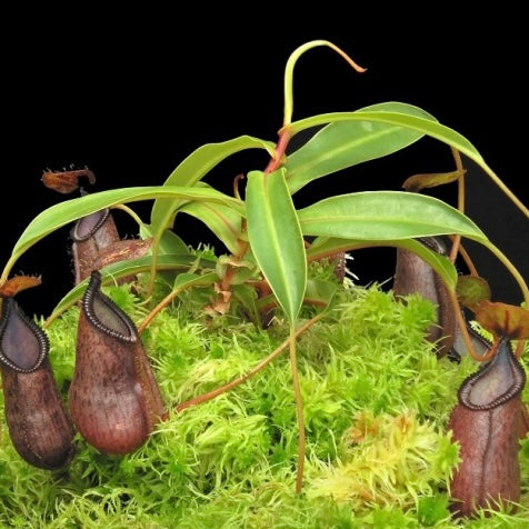 Nepenthes hamata x (lowii x tentaculata) BE-4526
